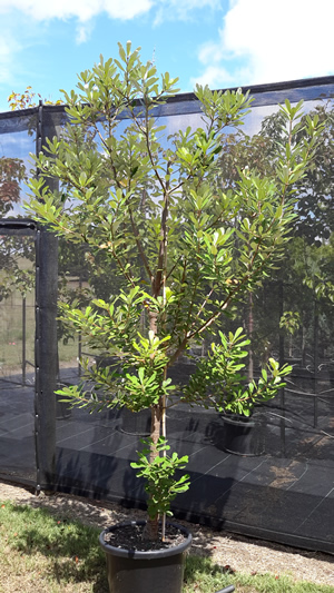 coastal banksia integrifolia